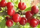 山西绛县基地樱桃大量上市