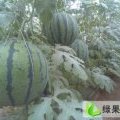 供应代办滦县品牌吊瓜 品种为京欣一号