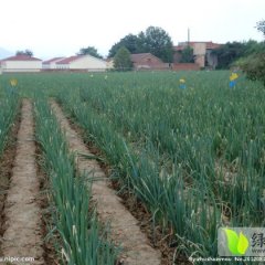 山东安丘大葱种植基地长期供应优质大葱