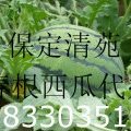 河北清苑产地代办京欣西瓜 现已开始上市