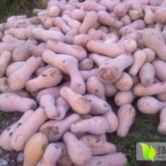 湖北嘉鱼早熟南瓜6-10月份开始供应