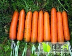 山东宁阳三红萝卜产地供应量大 价格也稳定