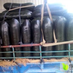 山东苍山铁冠军冬瓜：向城镇刘鹏