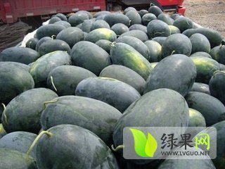 黑美人价格