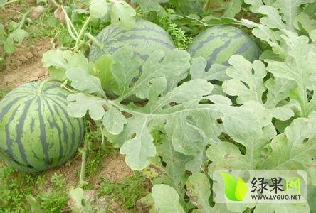 麒麟西瓜价格