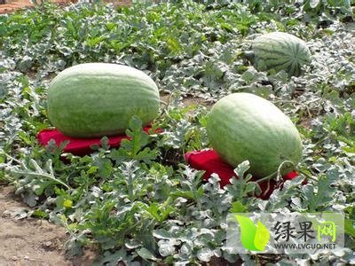 新红宝价格