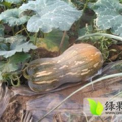 广西隆安金韩密本南瓜货源充足