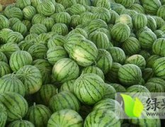 安徽8424西瓜產(chǎn)地下雨天估計(jì)價(jià)格要掉