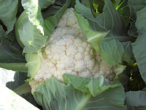 全国闻名的蔬菜生产基地，有大棚菜花