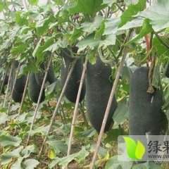 广西隆安子弹头黑皮冬瓜 品种优越