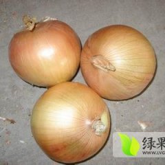 江苏丰县黄皮洋葱：首羡镇渠拥军