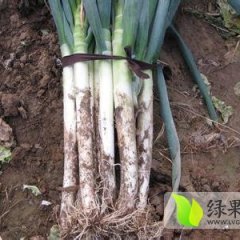 山东岱岳铁杆大葱集中上市 价格持中