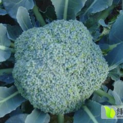 山东肥城炎秀：汶阳镇梁通