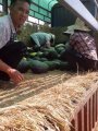 广西扶绥县东门镇大量供应黑美人