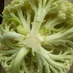 河南扶沟白面青梗松花菜：扶沟县高飞