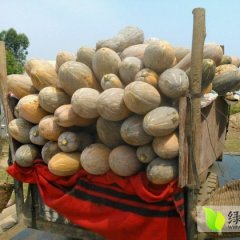 广西扶绥密本南瓜每年交易量有上万吨