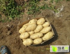 辽宁锦州荷兰十五土豆种植基地北镇陈宇龙