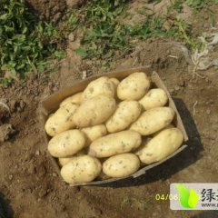 辽宁锦州荷兰十五土豆种植基地北镇陈宇龙