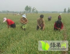 山东东昌府万亩蒜薹已经上市