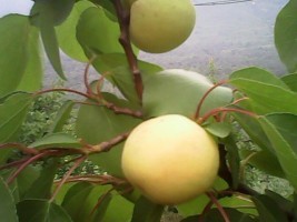 河北银香白：遵化金奎