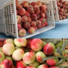 大荔毛桃，油桃便宜了