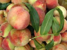 陕西大荔郑二毛桃现已上市