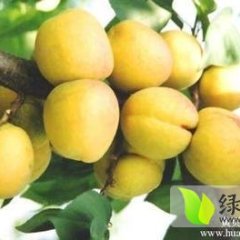 陕西大荔凯特杏子6月上市