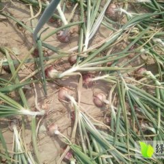 山东惠民圆葱（卡木一）洋葱价格在0.23元左右