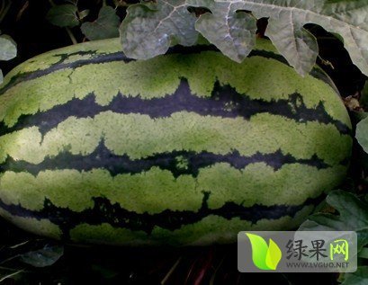 2014年河南睢阳冠龙价格