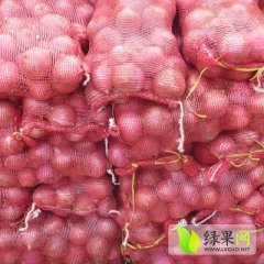 山东惠民圆葱（卡木一）洋葱：李庄镇