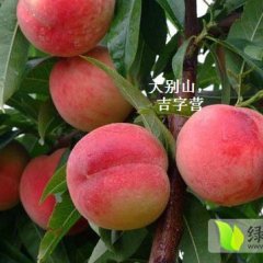 湖北黄冈蕲春新鲜桃子大别山特产