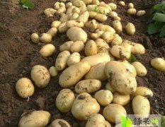 江苏丰县产地种植荷兰十五土豆即将上市