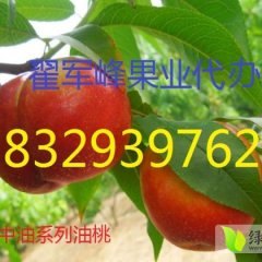 陕西大荔中油5号现在价格稳步在2元左右