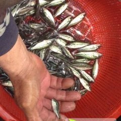 浙江南浔鲈鱼批发 销售