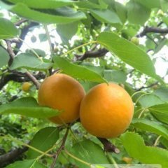 安徽萧县本地千亩金太阳杏子已部分成熟