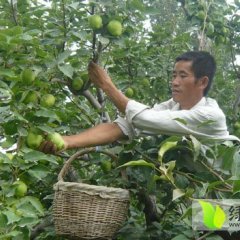 陕西早酥梨上市