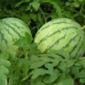 江苏阜宁8424西瓜：益林镇孙近