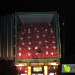 山东惠民红皮洋葱陆续上市 现在量不大