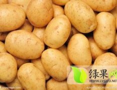 河南新野樊集乡土豆产地诚信代办