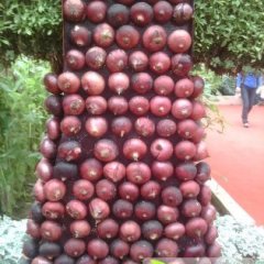 山东惠民红皮洋葱：姜楼镇李华