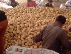 河北昌黎本人长期代理收购早大白土豆