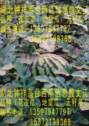 地雷瓜价格