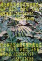 湖北省钟祥市高台村千亩（花皮瓜）上市了大量供应！