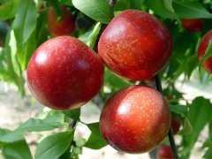 2014山东蒙阴蜜桃6月10日最新报价