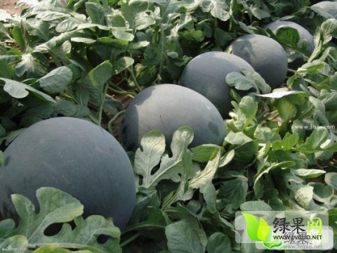 黑皮无籽价格