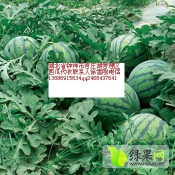 8424西瓜价格