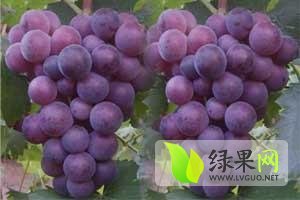河北饶阳红无核葡萄现已上市
