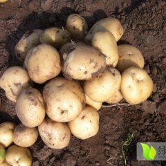 河北昌黎中薯5号：新集蔬东海代办