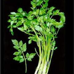 辽宁新民有大量芹菜出售