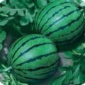 山东乳山地雷瓜现已经上市